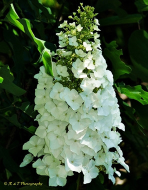 {Hydrangea quercifolia}